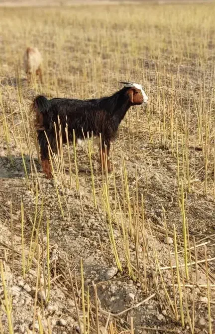 بیگ|حیوانات مزرعه|شوشتر, |دیوار