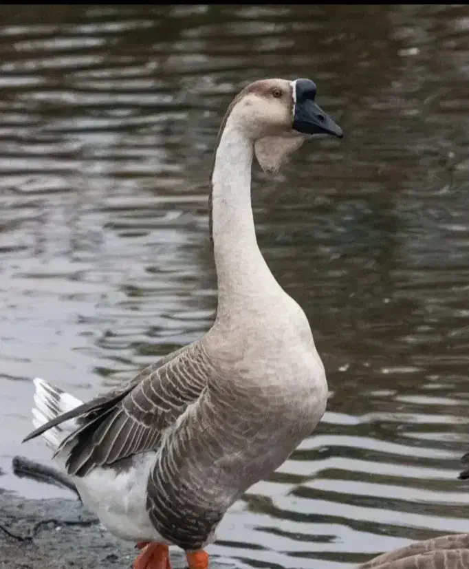 ۳عدد قوغاز ۲عدد ماده ۱عدد نر غبغب دار هستن|حیوانات مزرعه|رباطکریم, رباطکریم|دیوار
