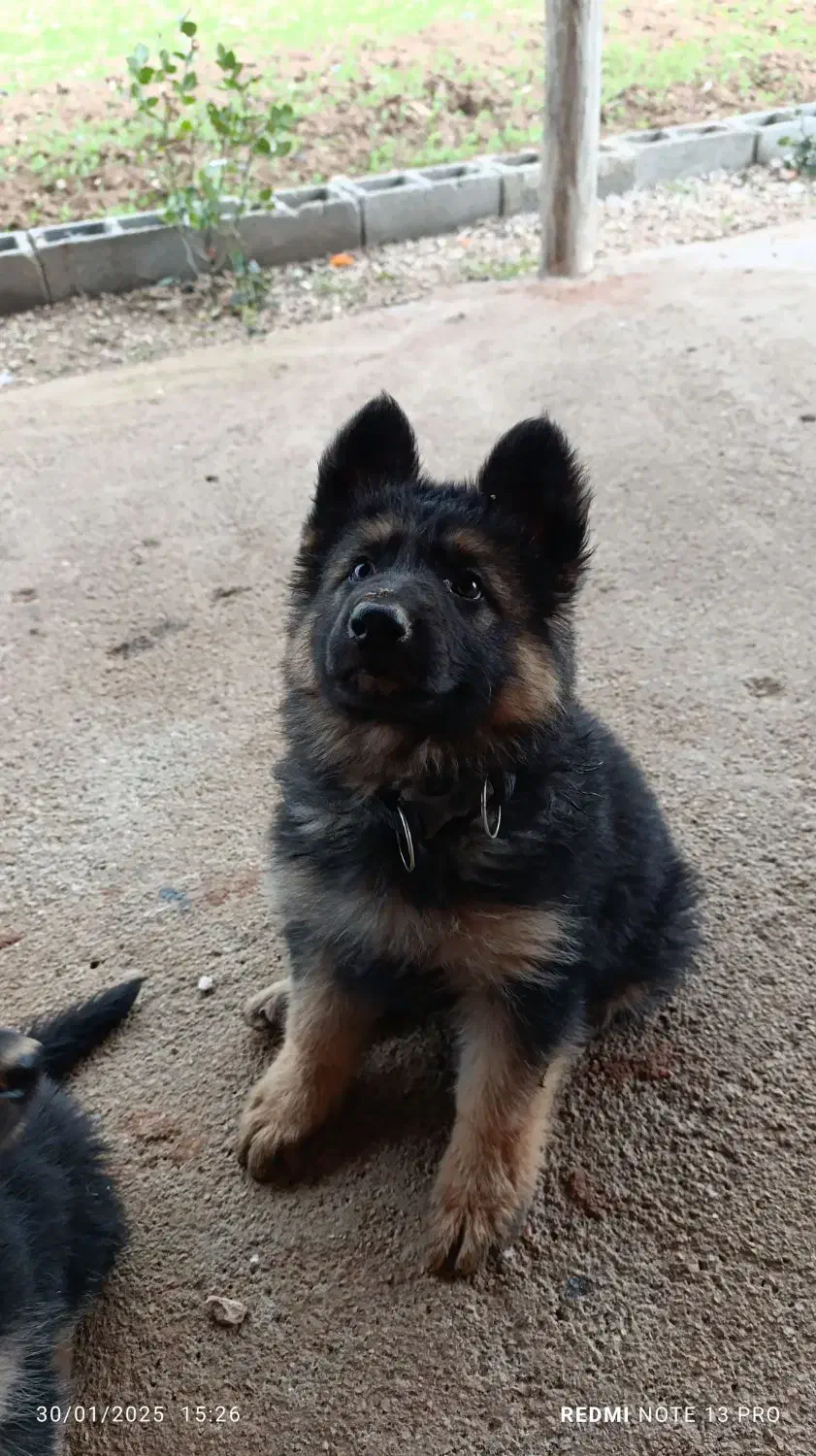 شاه توله ژرمن نر|سگ|اهواز, فاز ۲ پادادشهر|دیوار