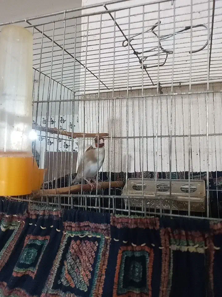 سهره نر درجه یک|پرنده|بلبان آباد, |دیوار