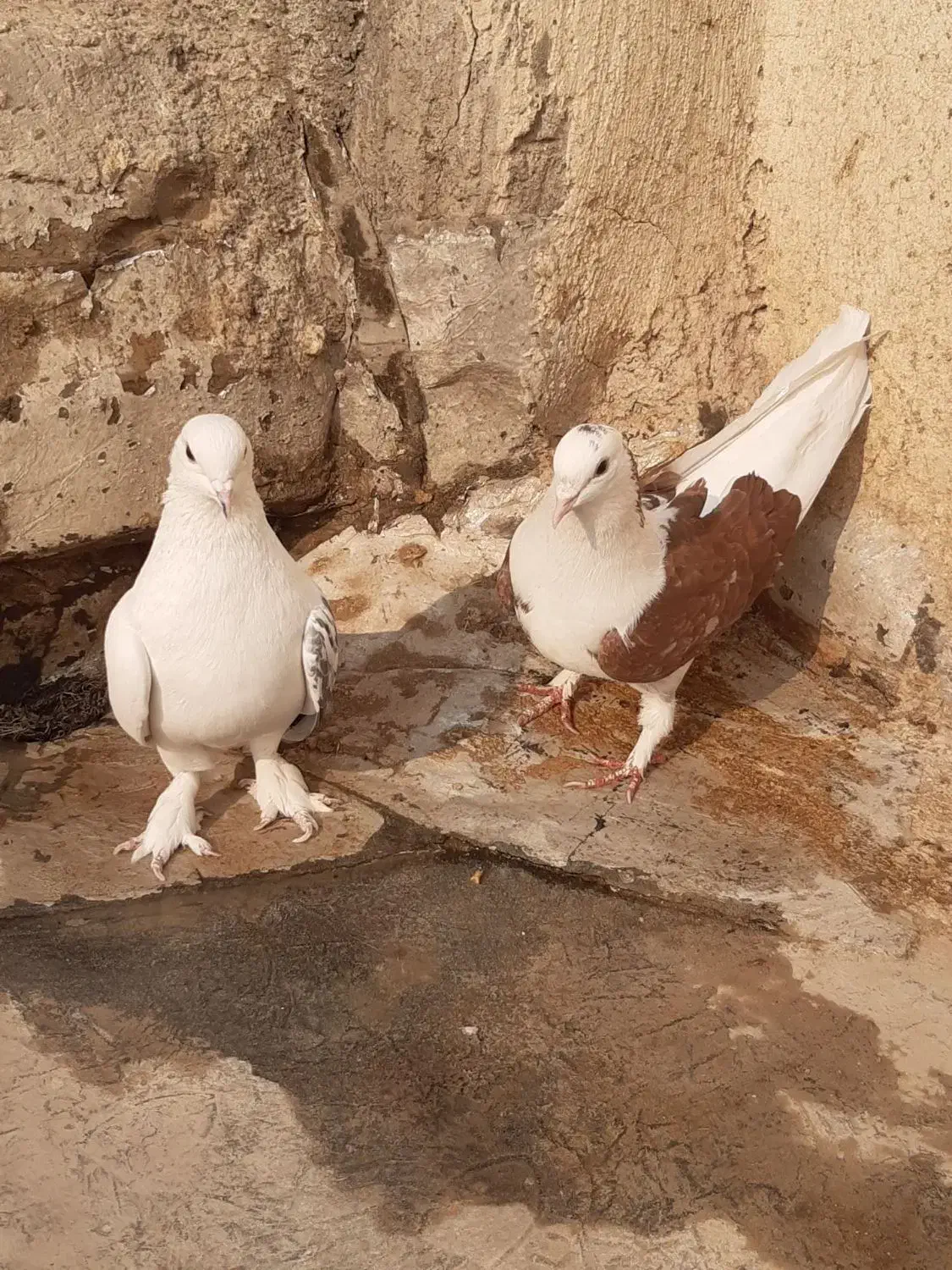 کبوتر اصفهانی|پرنده|برخوار, |دیوار