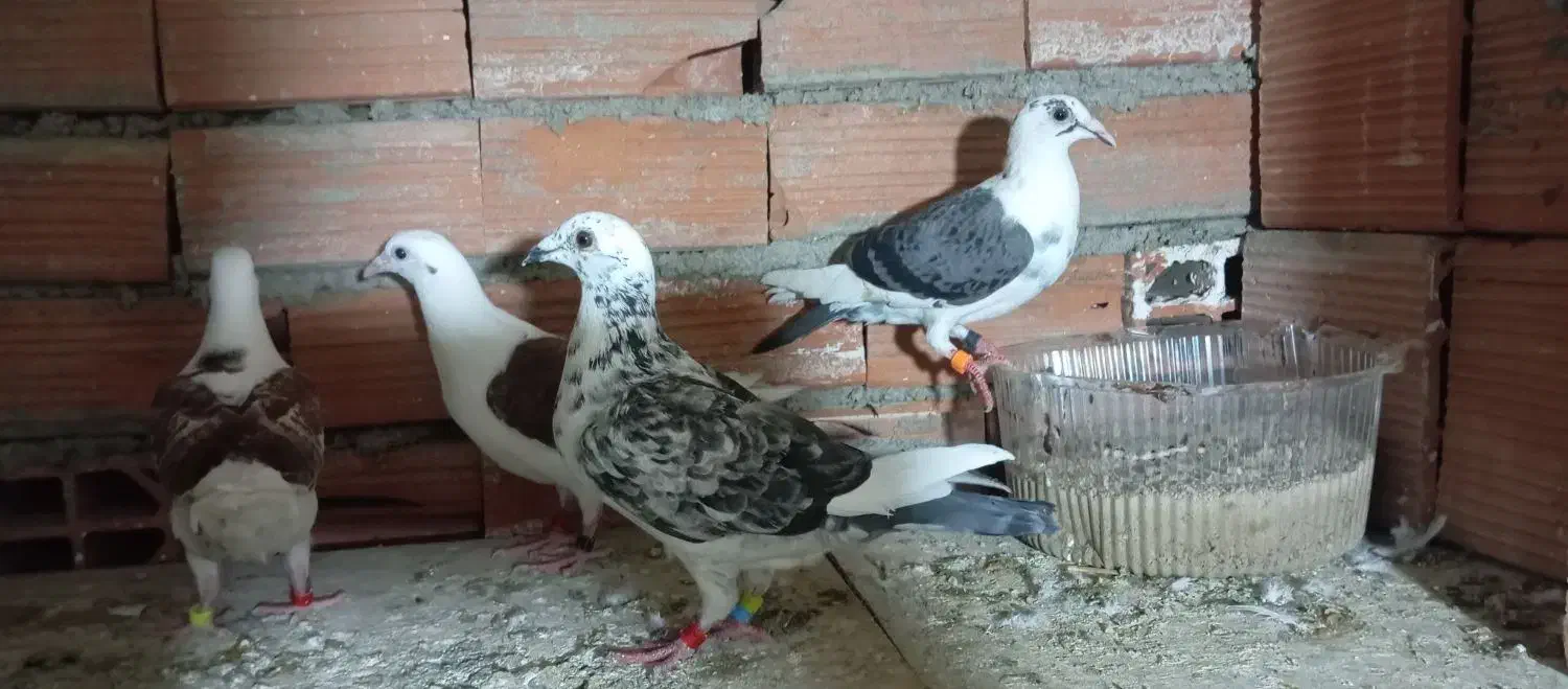 کبوتر|پرنده|گنبد کاووس, |دیوار