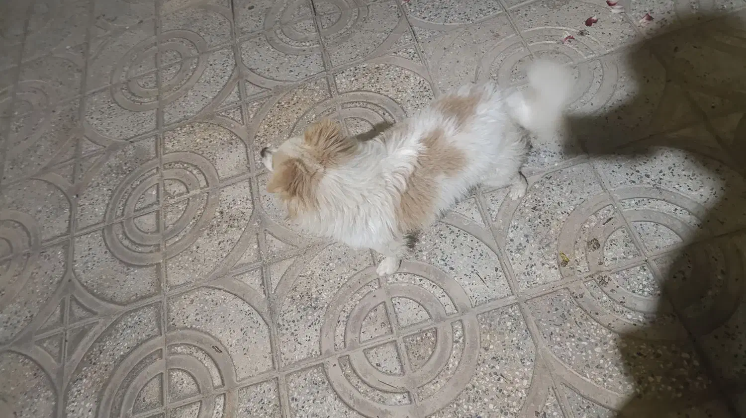 سگ پامر|سگ|پیر بکران, |دیوار