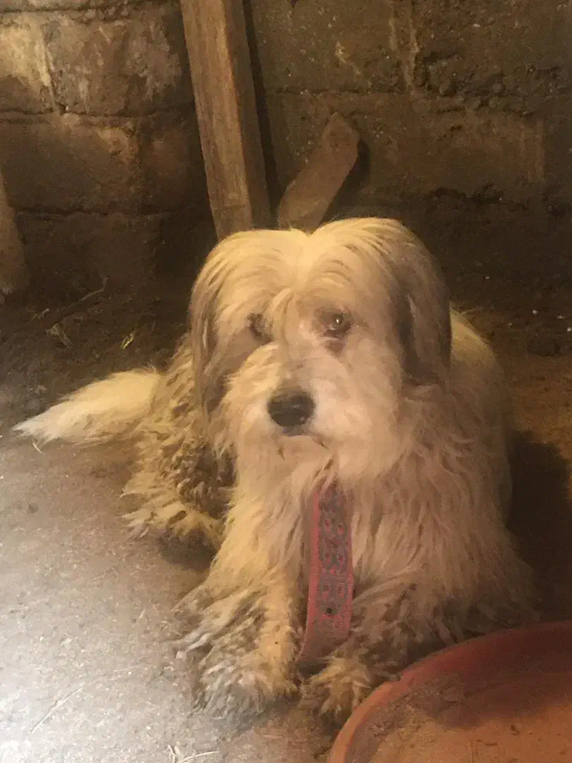 سگ تریر نر|سگ|بندر انزلی, گیلار|دیوار