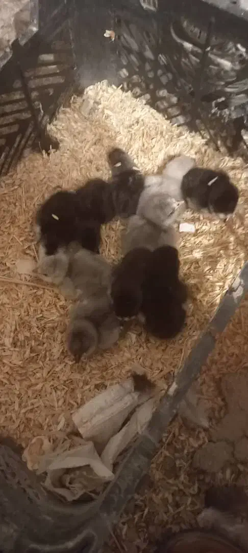 فروش تعدادی جوجه گلین طوسی وسیاه خال سوزنی زیرمرغی|حیوانات مزرعه|برازجان, |دیوار