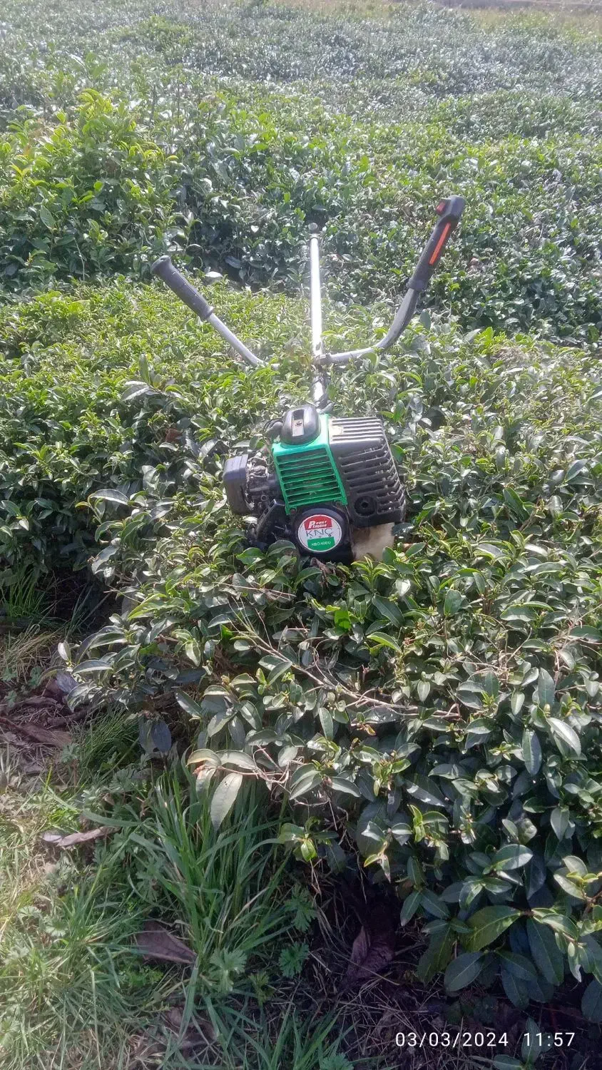 علف تراشی باغ انجام میشود|خدمات باغبانی و درختکاری|تنکابن, |دیوار