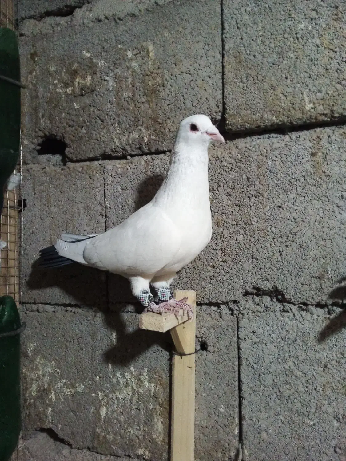 جفت دم سیاه گوگ|پرنده|بم, |دیوار