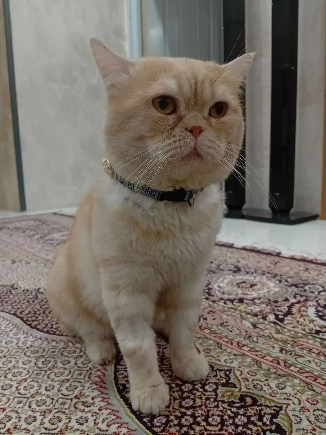 گربه اسکاتیش گلد|گربه|مشهد, حسین‌آباد|دیوار