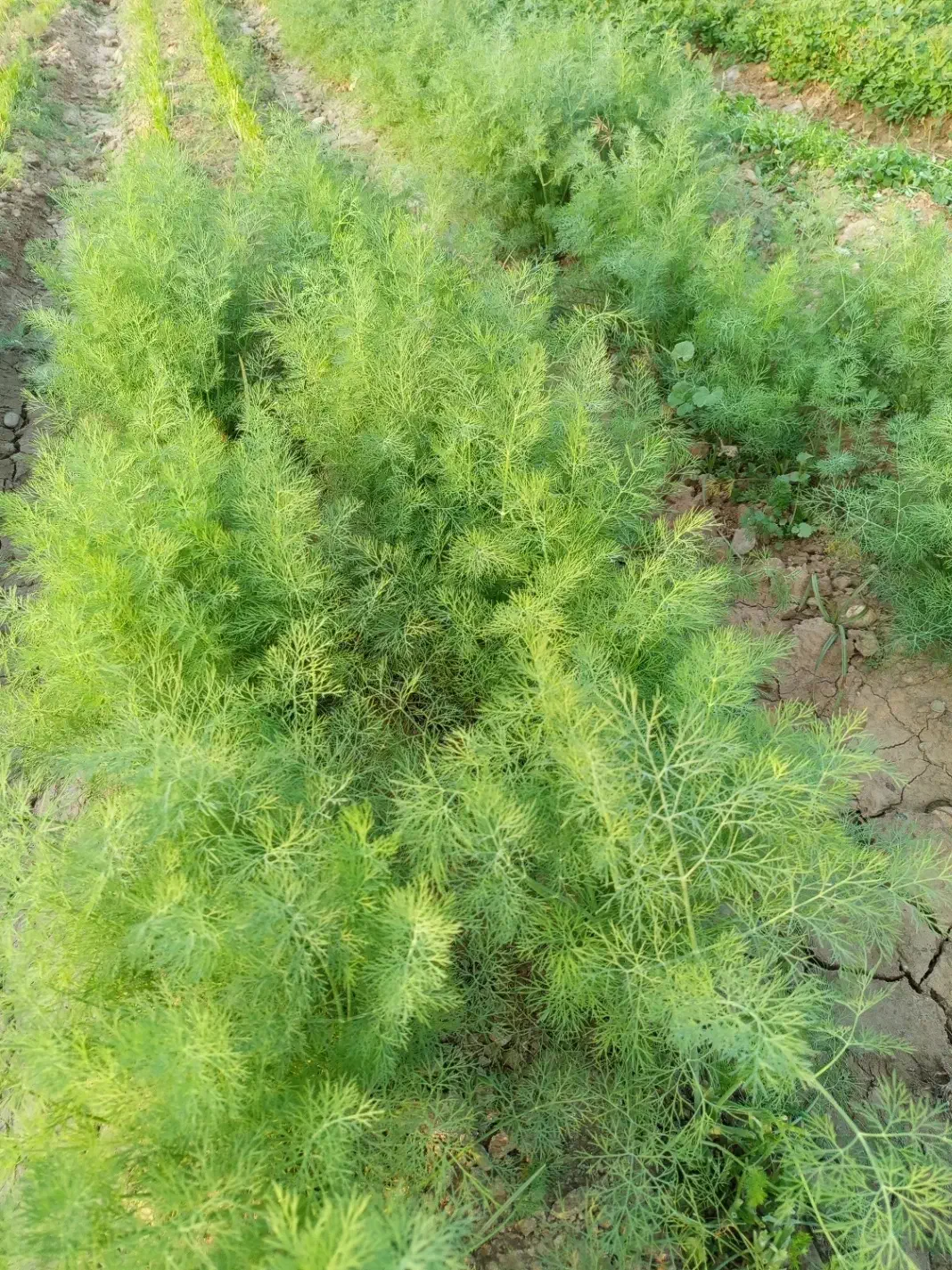 فروش سبزی خورشتی خام و تازه تحویل درب منزل رایگان|خوردنی و آشامیدنی|اندیمشک, |دیوار