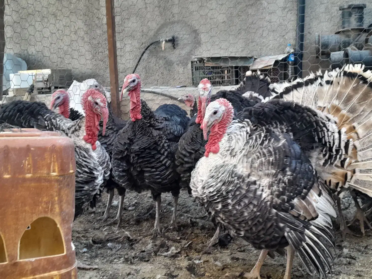 بوقلمون نرو ماده  ۸ ماهه|حیوانات مزرعه|جغتای, |دیوار