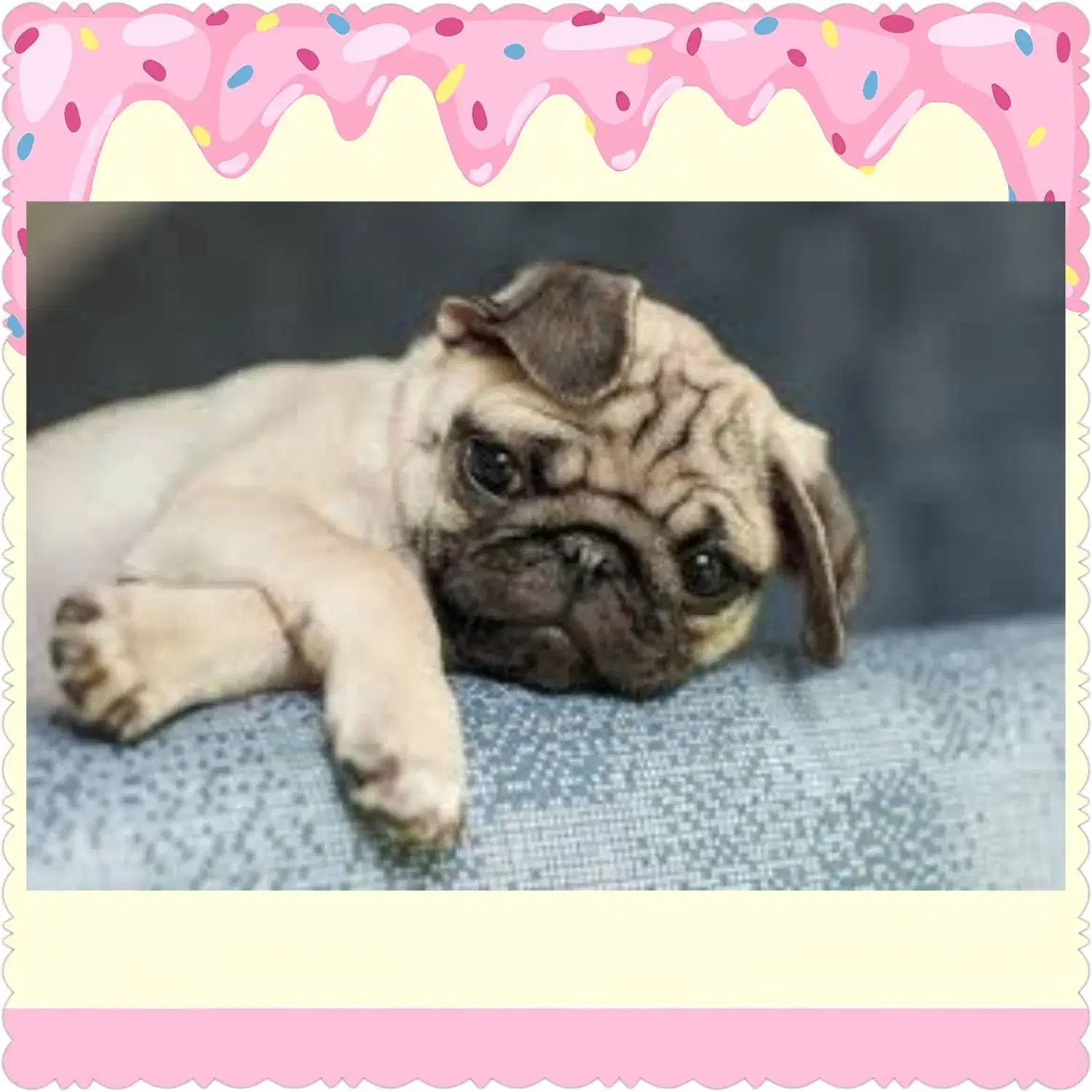 سگ پاگ|سگ|تهران, تهرانپارس شرقی|دیوار