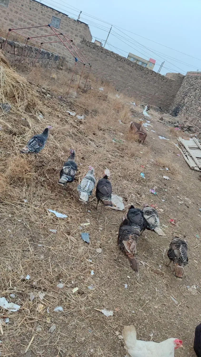 ب فروش می‌رسد دونه ای ۱میلون|حیوانات مزرعه|پلدشت, |دیوار