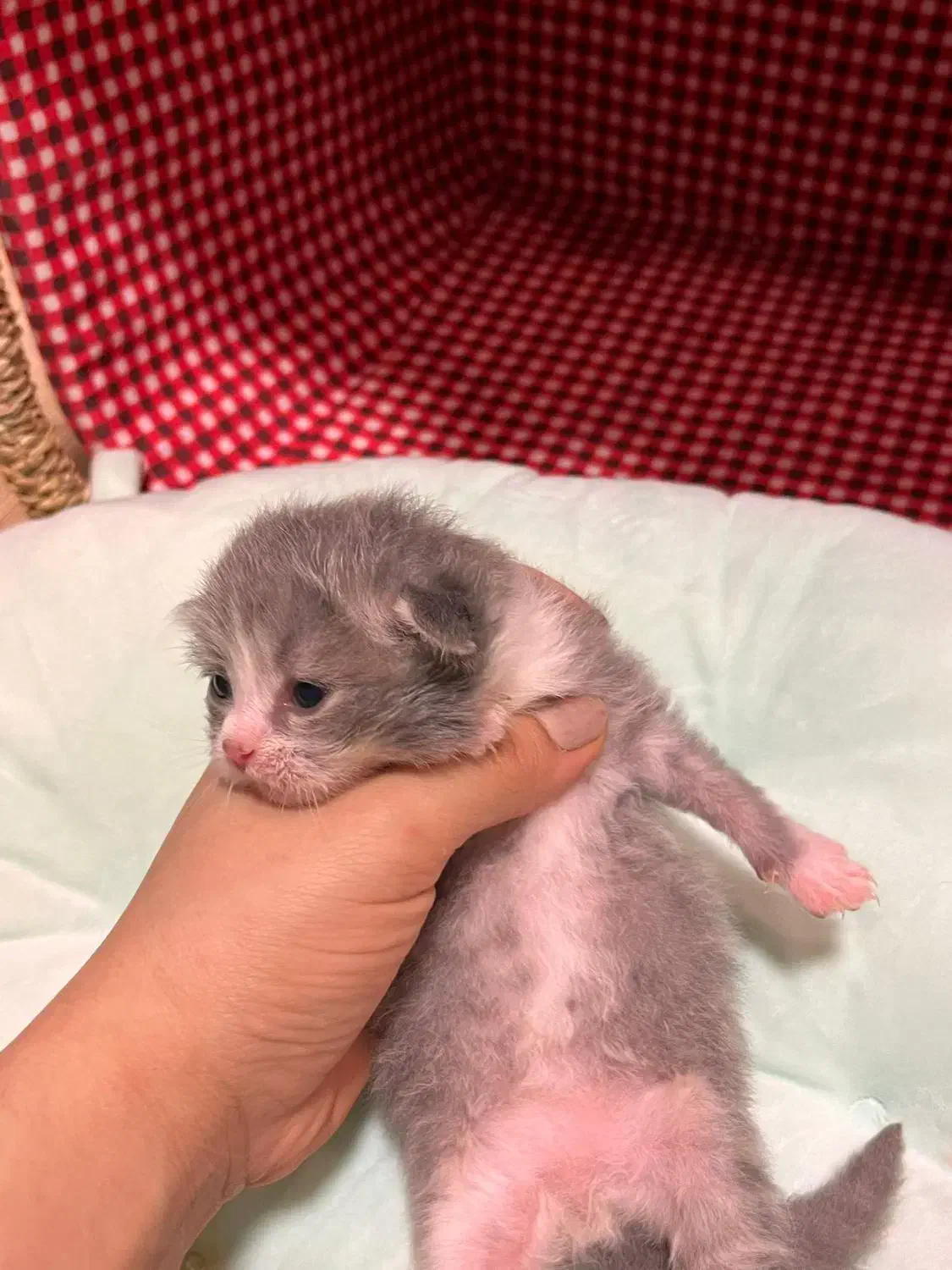 رزرو رزرو گربه بایکالر ژاپنی|گربه|چالوس, |دیوار