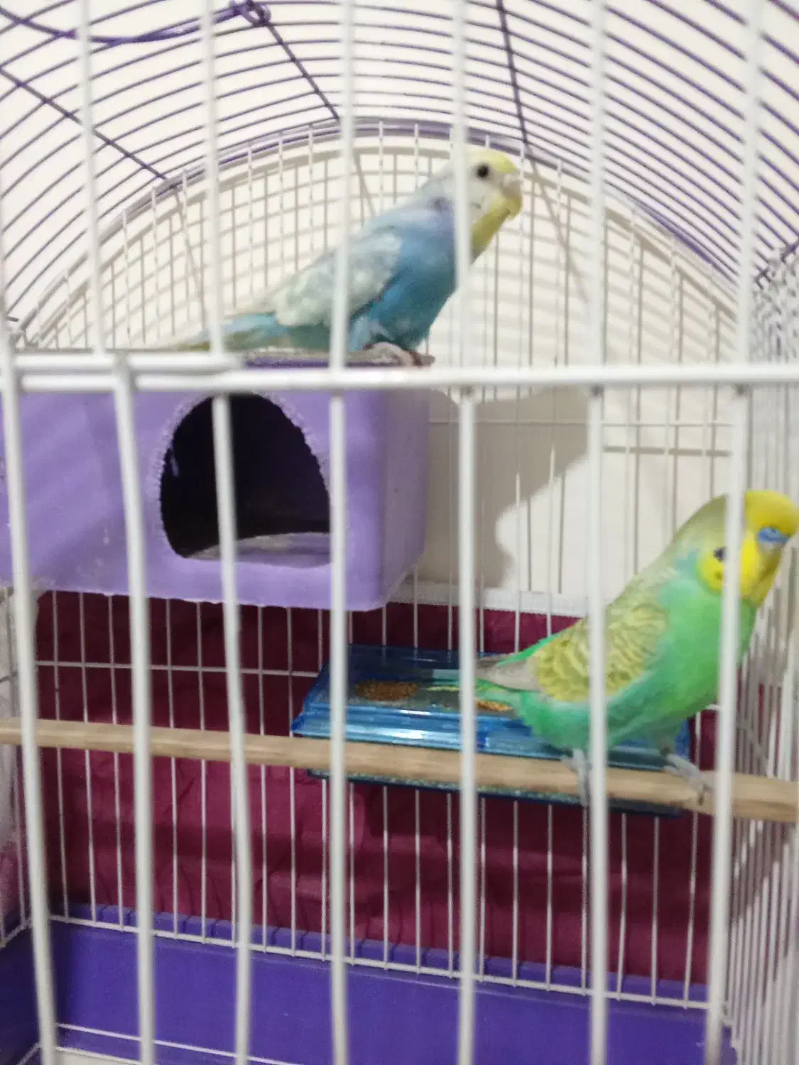 جفت مرغ عشق خوشرنگ هلندی|پرنده|خوی, |دیوار