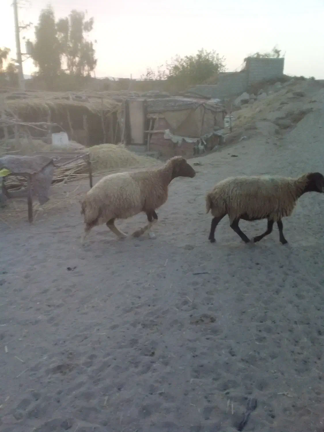 دوعدد گوشفند|حیوانات مزرعه|صالح آباد (ایلام), |دیوار