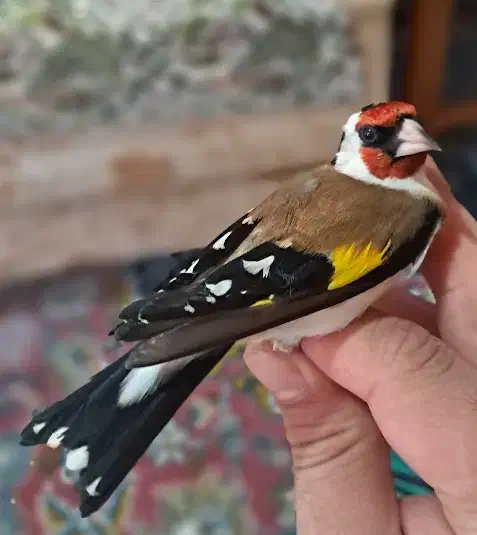 سهره پاییزه|پرنده|رشت, یخسازی|دیوار