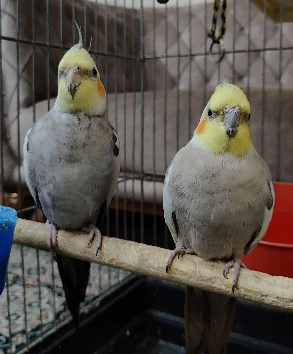 عروس هلندی|پرنده|خمینیشهر, |دیوار