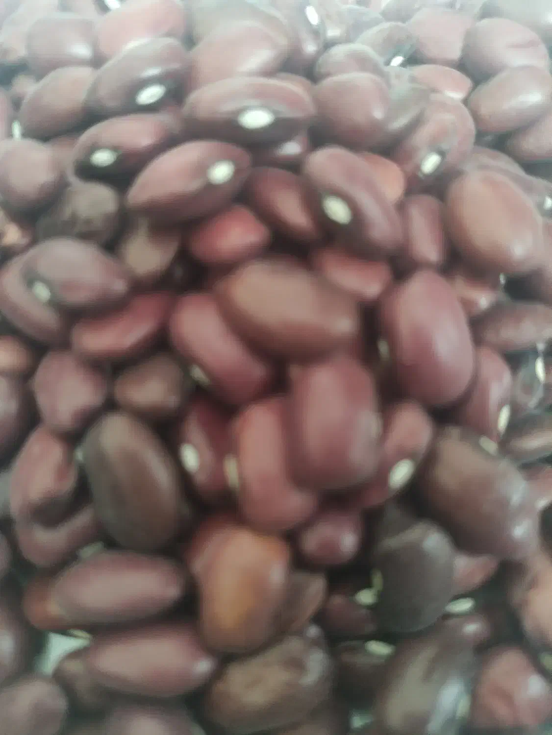 حبوبات|عمده‌فروشی|ماهدشت, |دیوار