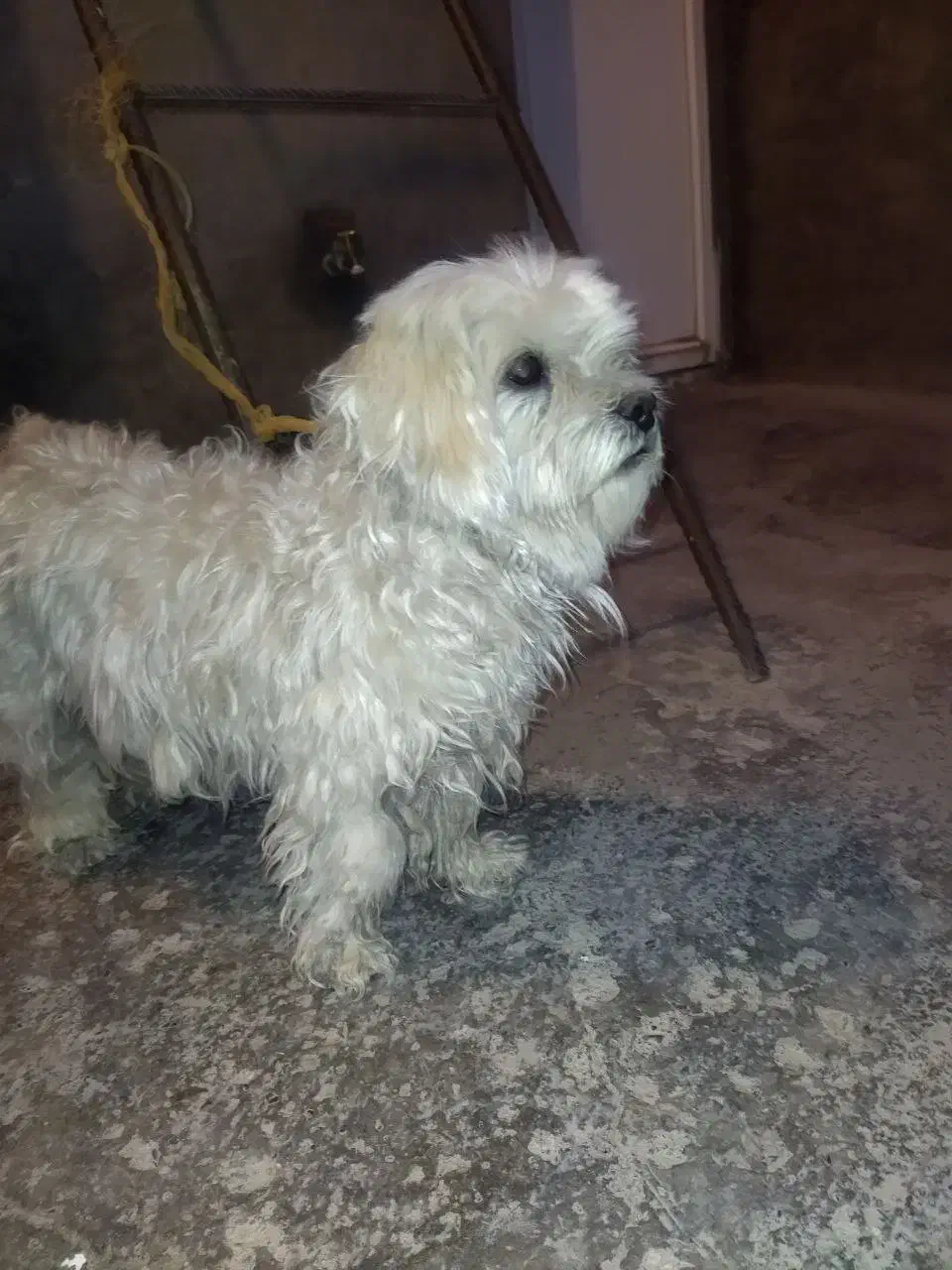 سگ شیتزو|سگ|تهران, فلسطین (میدان انقلاب)|دیوار