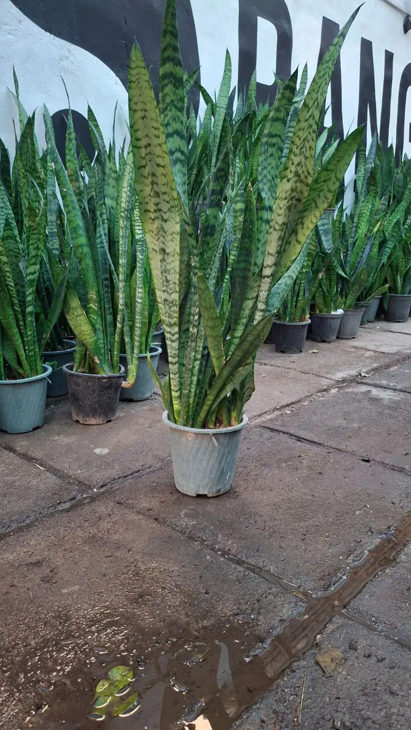 گل و گیاه سانسوریا سبز|گل و گیاه طبیعی|اهواز, پادادشهر|دیوار