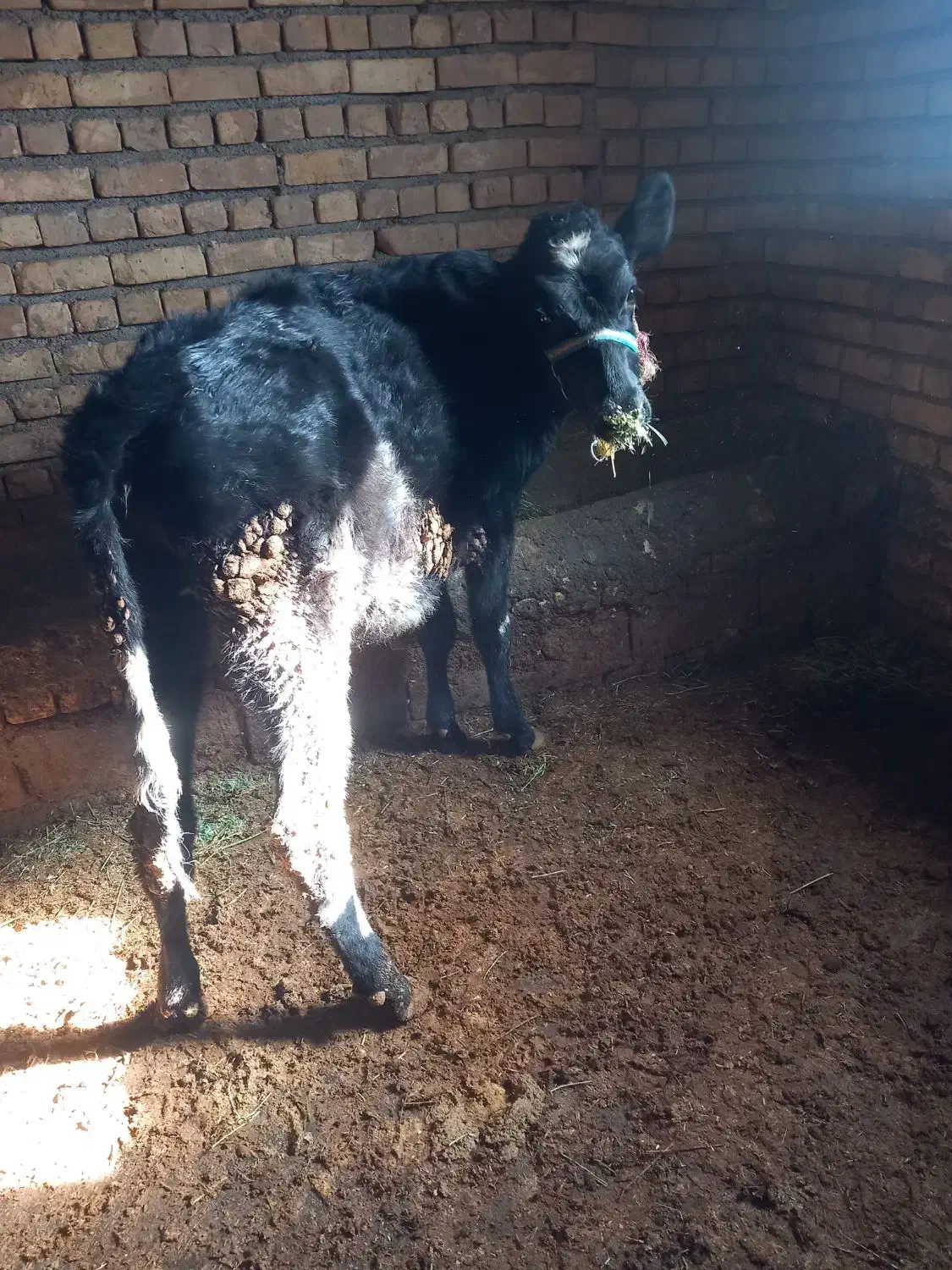 گوساله ماده|حیوانات مزرعه|داران, |دیوار