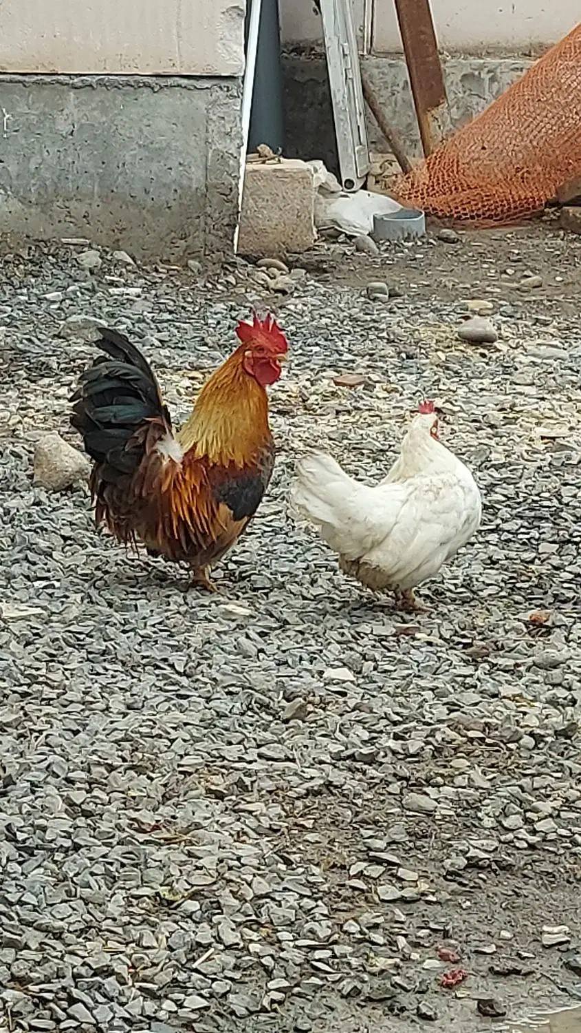 مرغ و خروس مینیاتوری|حیوانات مزرعه|ثمرین, |دیوار