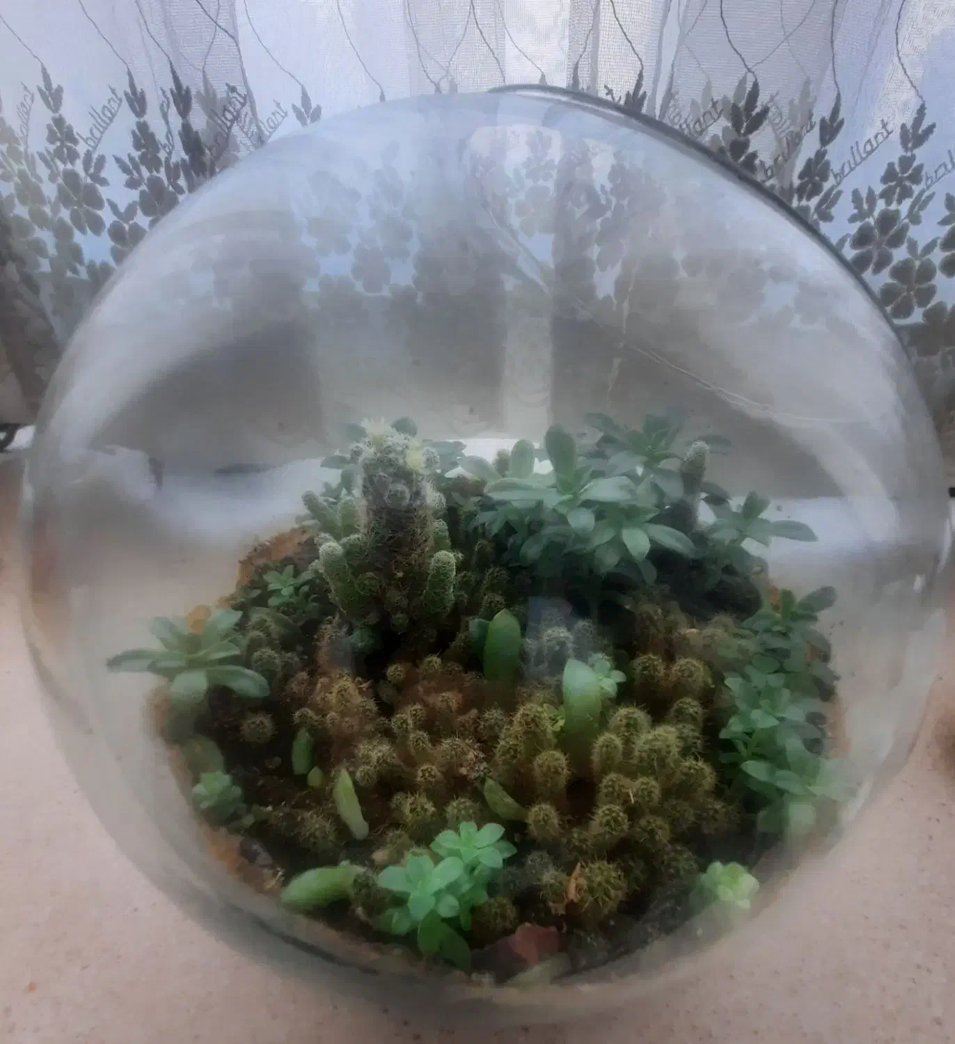 تراریوم  کاکتوس|گل و گیاه طبیعی|شهریار, شهریار|دیوار