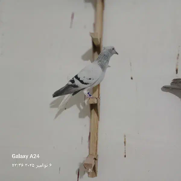 کبوتر رنگی|پرنده|آبپخش, |دیوار