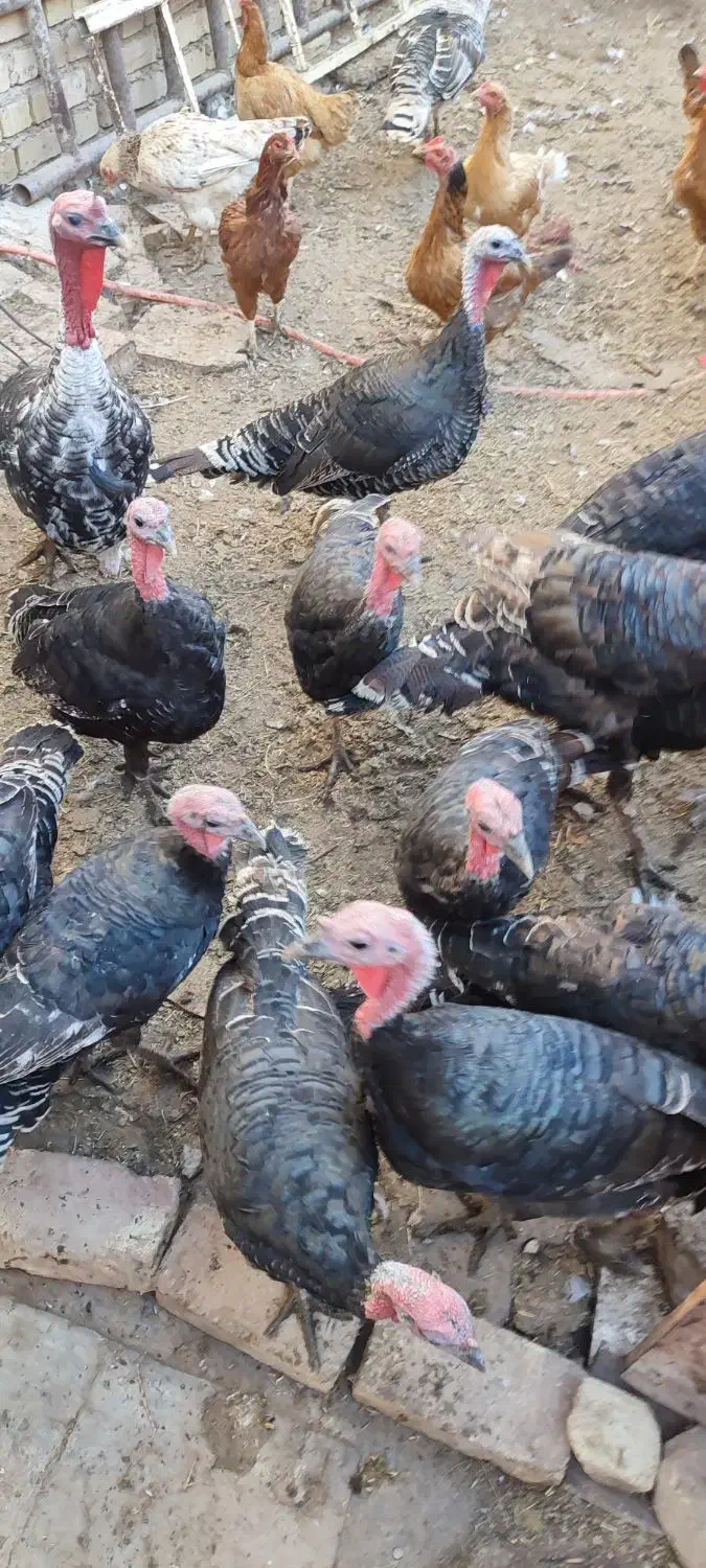 بوقلمون‌محلی|حیوانات مزرعه|الوند, |دیوار