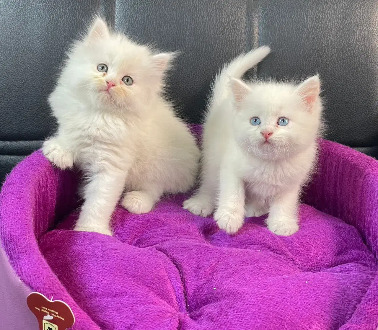 گربه بریتیش حضوری اهواز|گربه|اهواز, کیانپارس |دیوار