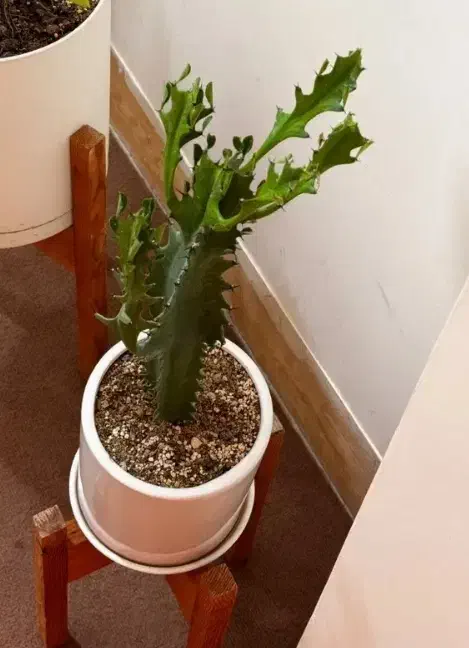 گل وگیاه|گل و گیاه طبیعی|شیراز, منصورآباد|دیوار