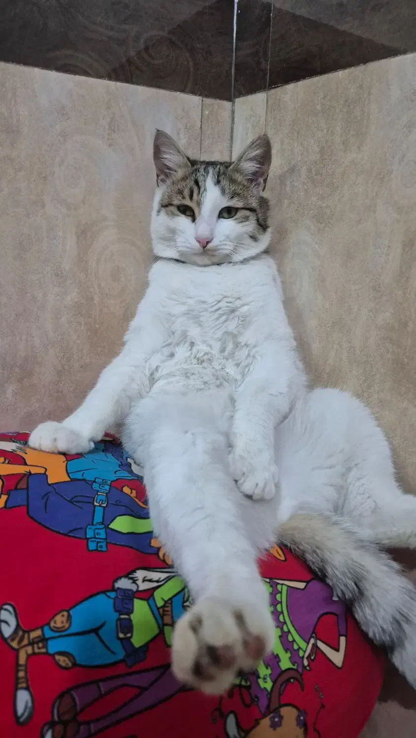 گربه گمشده|حیوانات|میاندوآب, |دیوار