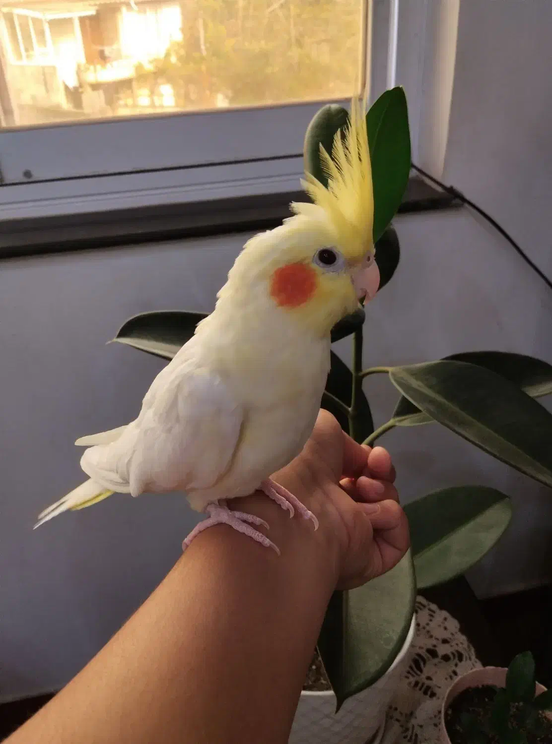 عروس هلندی لوتینو ماده|پرنده|رضوانشهر, |دیوار