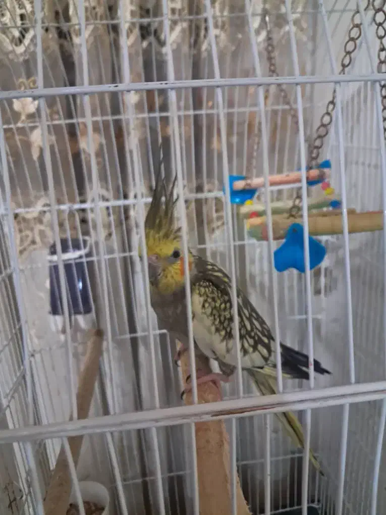 عروس هلندی|پرنده|آستارا, |دیوار