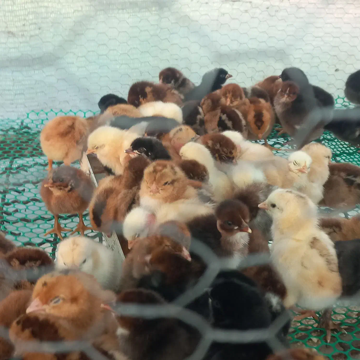 جوجه غاز .بوقلمون جوجه امپراتور جوجه مرغ گردن لخت|حیوانات مزرعه|گلوگاه بابل (گلیا), |دیوار