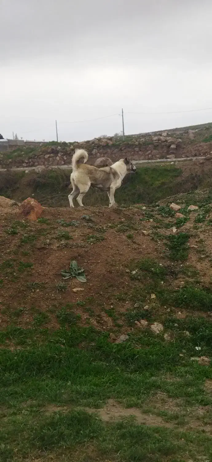 واگذاری سگ ماده|سگ|سرعین, |دیوار