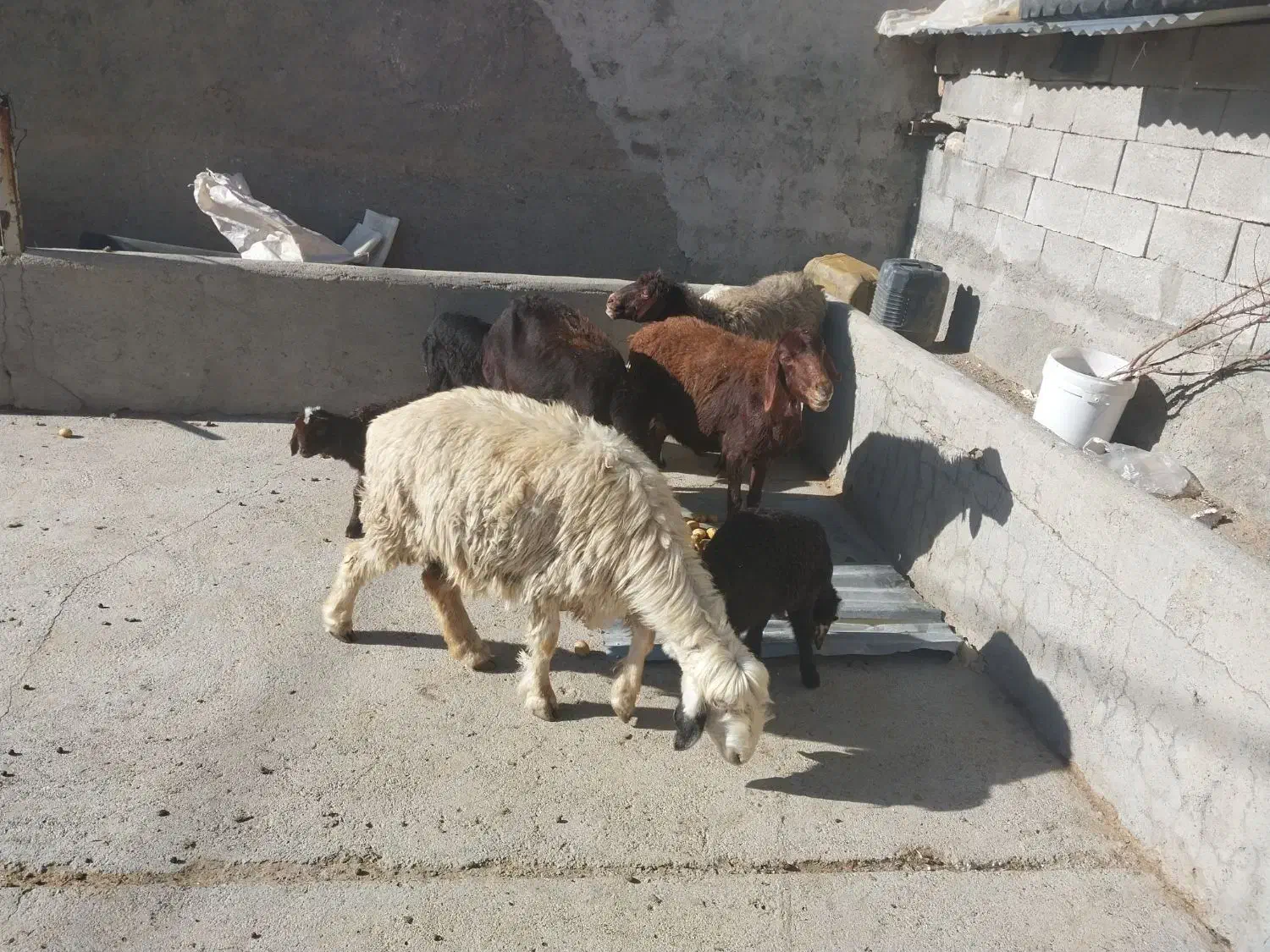 میش بره|حیوانات مزرعه|دورود, |دیوار