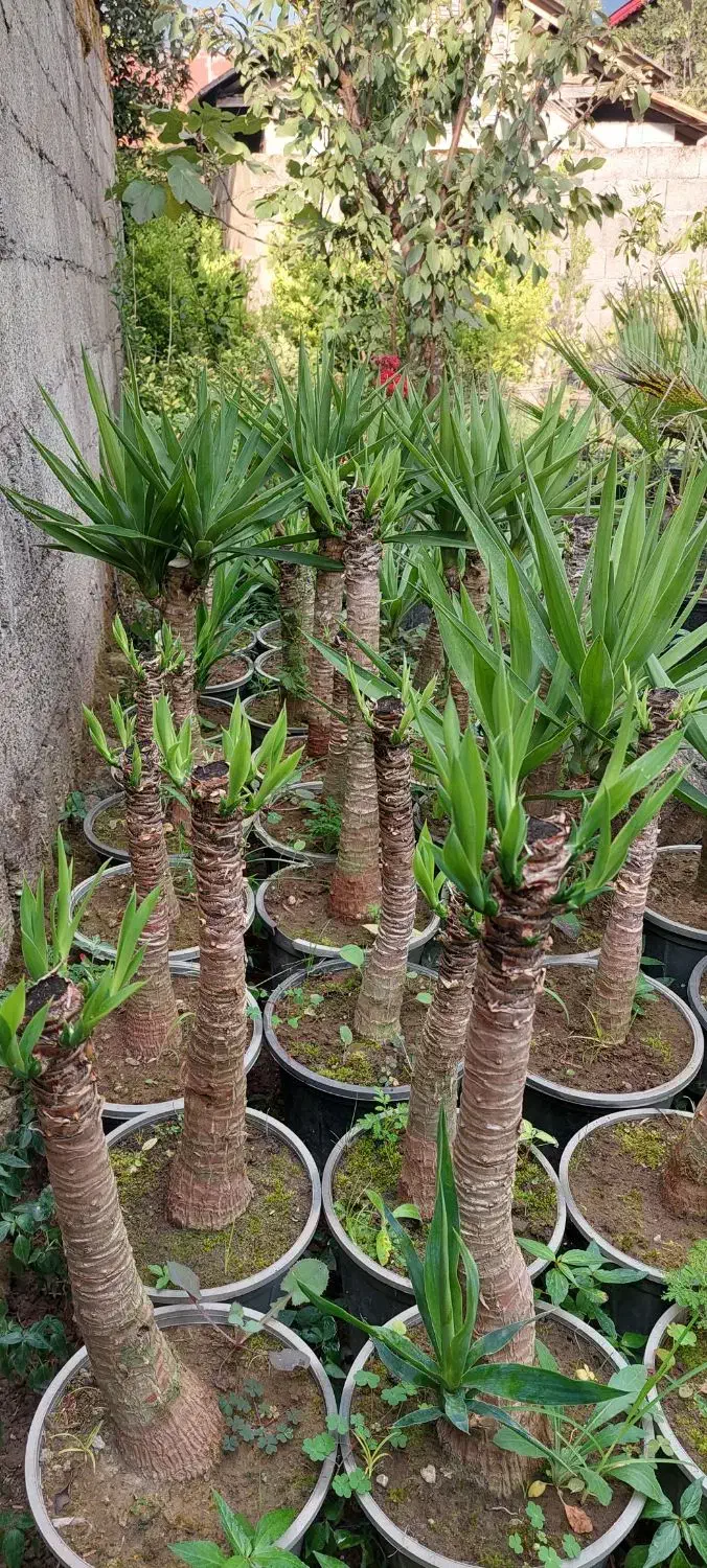 یوکا سطل ۷|گل و گیاه طبیعی|کلاچای, |دیوار