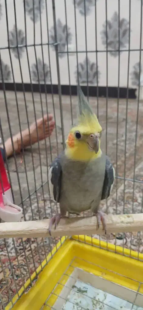 یک جفت عروس هلندی|پرنده|اهواز, پردیس|دیوار