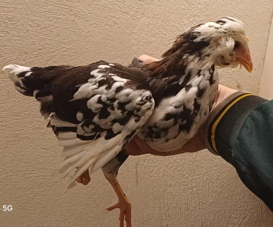 جوجه گلین|حیوانات مزرعه|گرگان, |دیوار