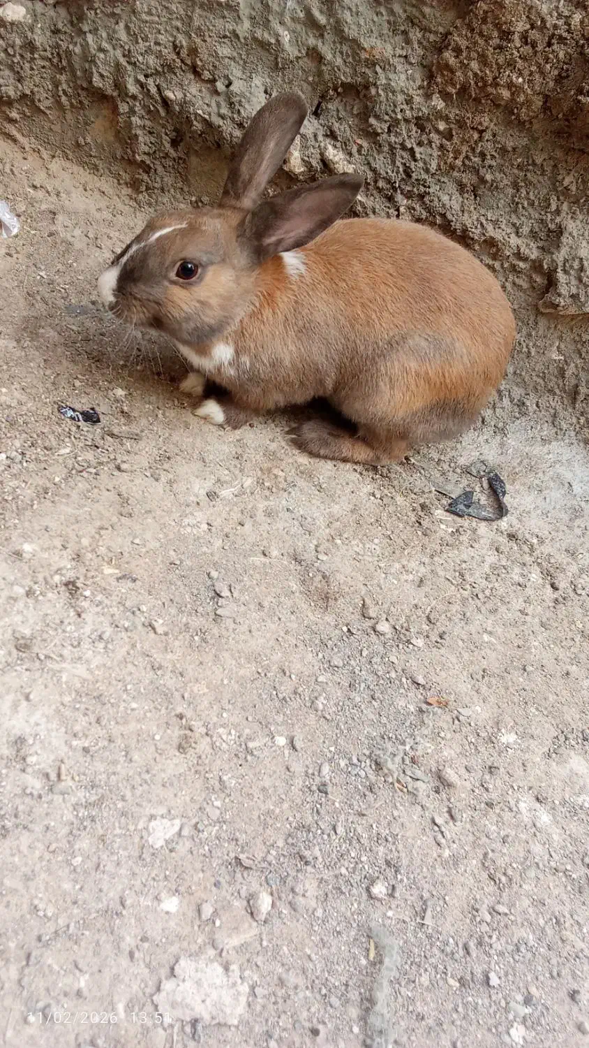 خرگوش|موش و خرگوش|بیرجند, |دیوار