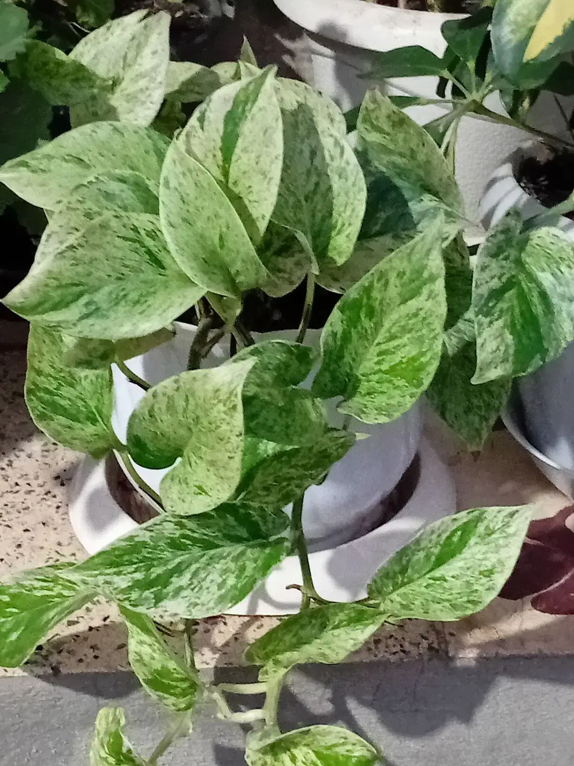 انواع گلهای طبیعی|گل و گیاه طبیعی|ماسال, |دیوار