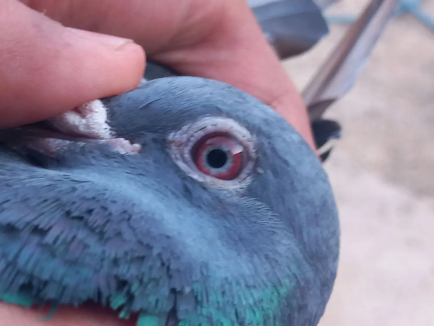 800000|پرنده|اسفرورین, |دیوار