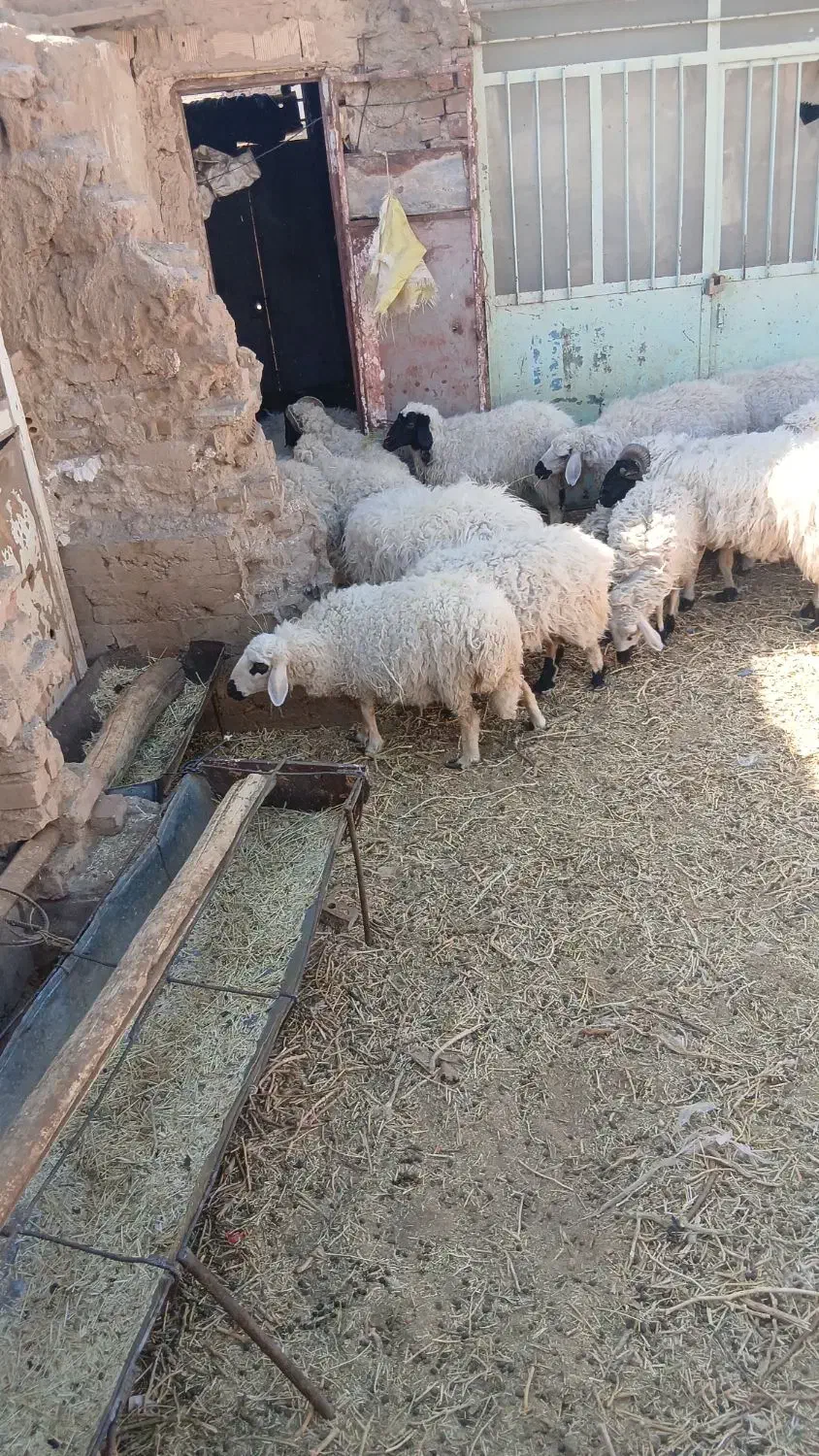 گوسفند میش|حیوانات مزرعه|زرند, |دیوار