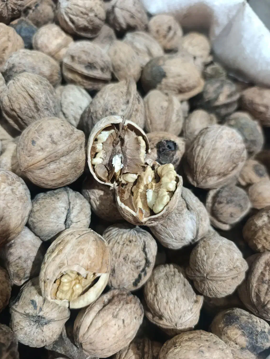 گردو تویسرکان|خوردنی و آشامیدنی|قم, شهرک امام حسن|دیوار