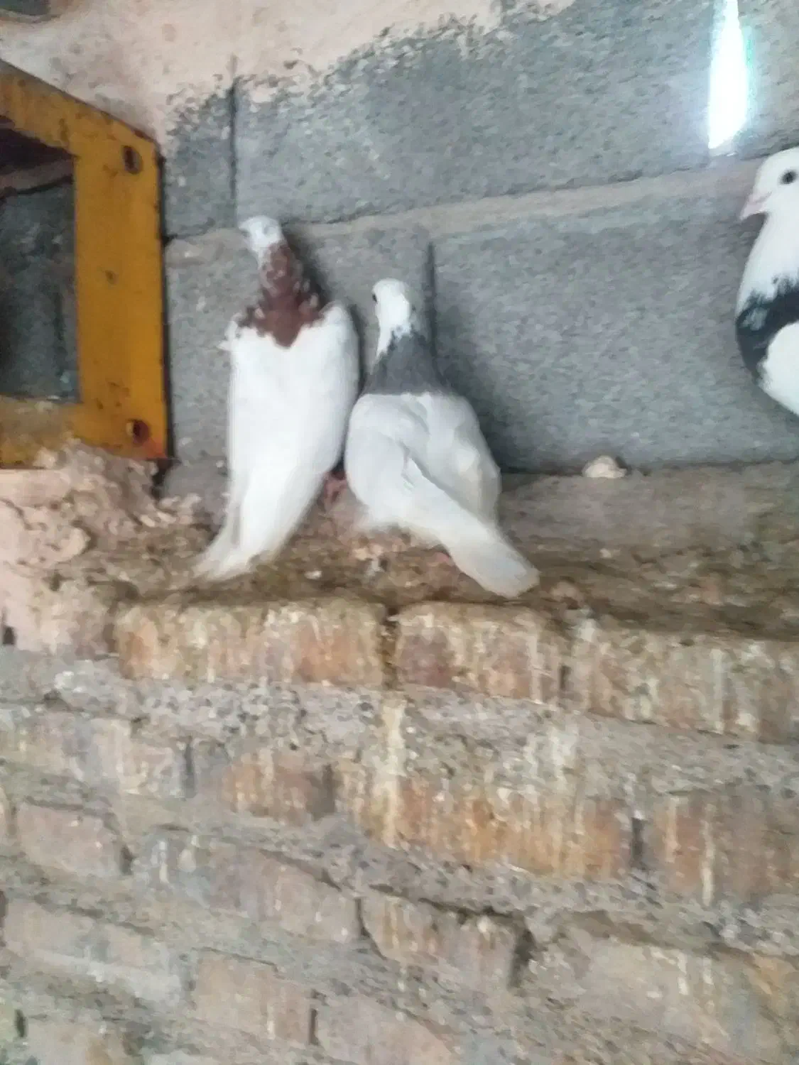 طوقی|پرنده|جیرفت, |دیوار