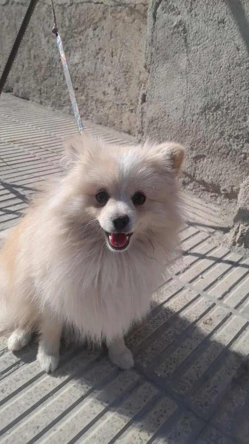 پامر|سگ|بومهن, |دیوار