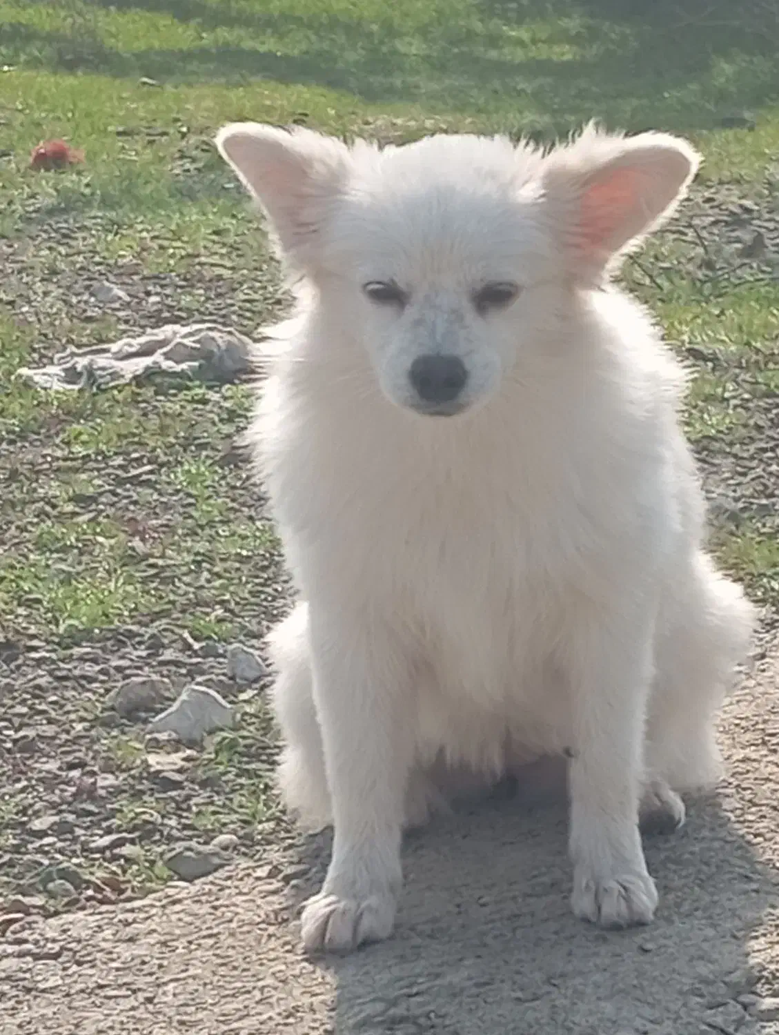 فروشی|سگ|بیکاه, |دیوار