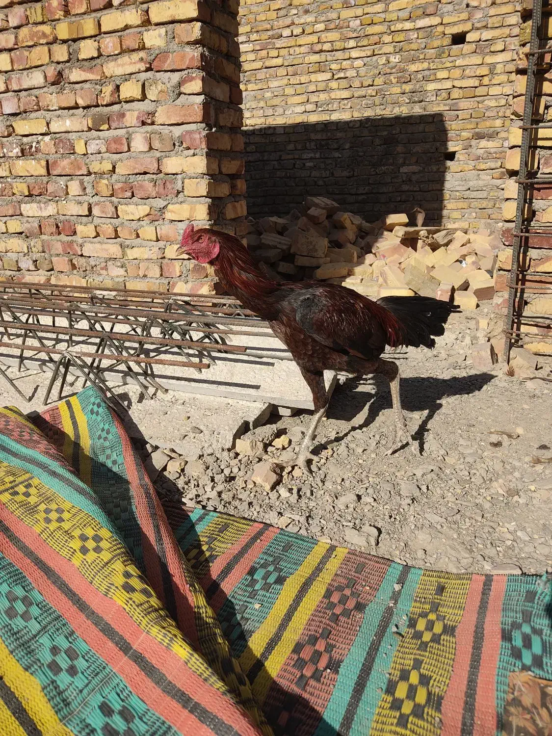 خروس لاری جوان اصل|حیوانات مزرعه|سراوان, |دیوار