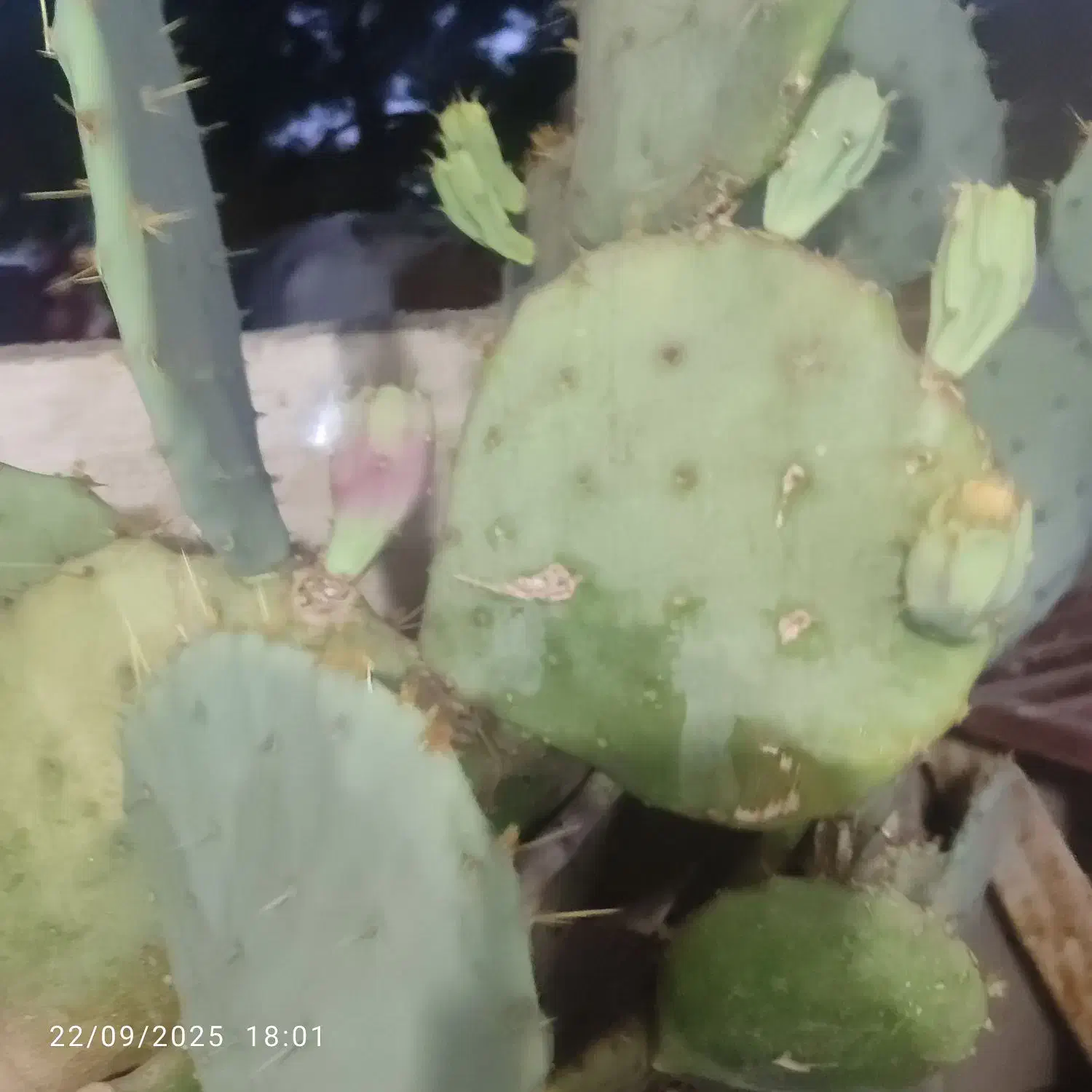 قلمه گل کاکتوس|گل و گیاه طبیعی|سبزوار, هویزه|دیوار